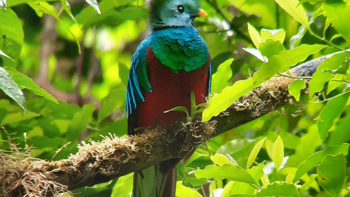 A small-group hiker and native guide with a spotting scope on a Monteverde cloud forest tour inside the Monteverde Cloud Forest Preserve