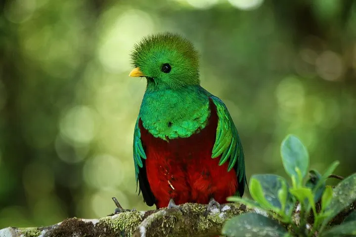 A private guide and traveler on a forest trail on a Monteverde cloud forest tour inside the preserve
