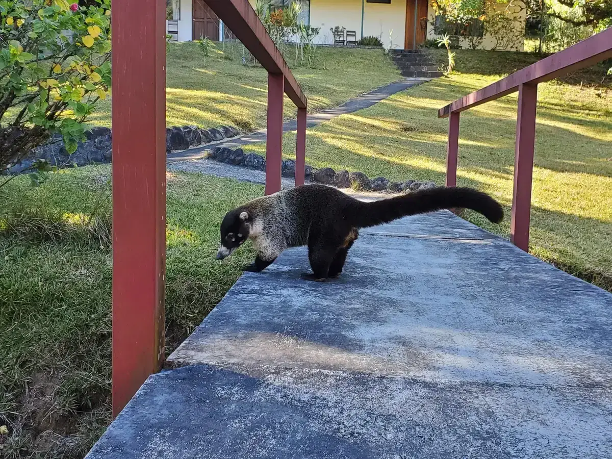 A white-nosed coati on a path during a Monteverde cloud forest tour