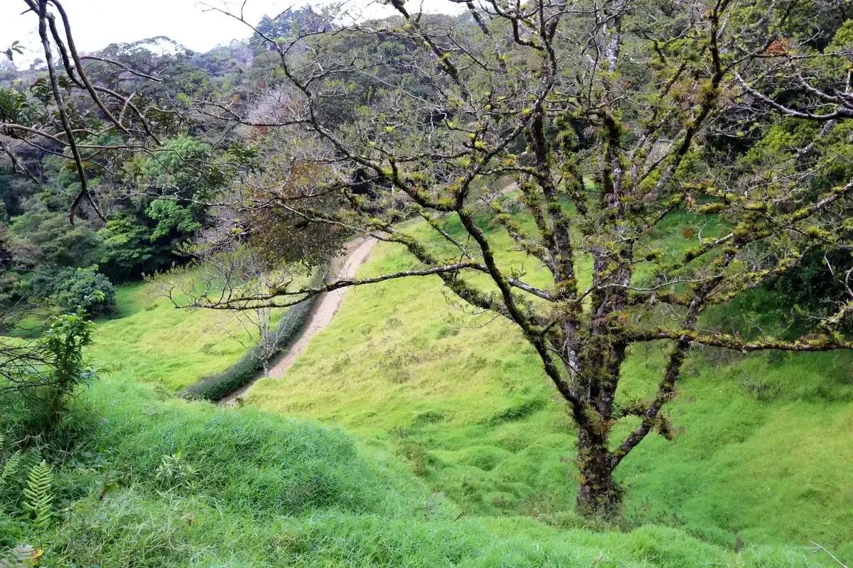 Old pasture and forest edge in Curi-Cancha on a Monteverde cloud forest tour