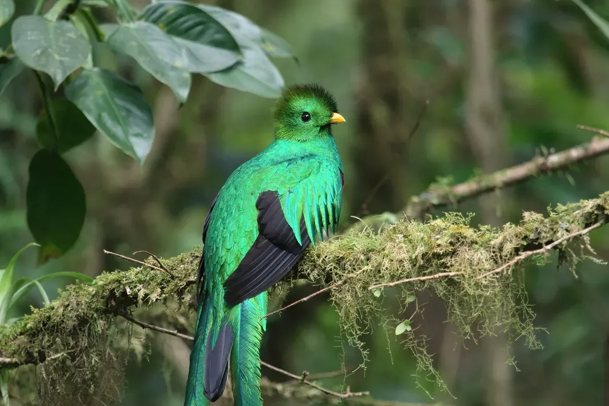 A resplendent quetzal on a mossy branch, the bird most people hope for on a Monteverde cloud forest tour