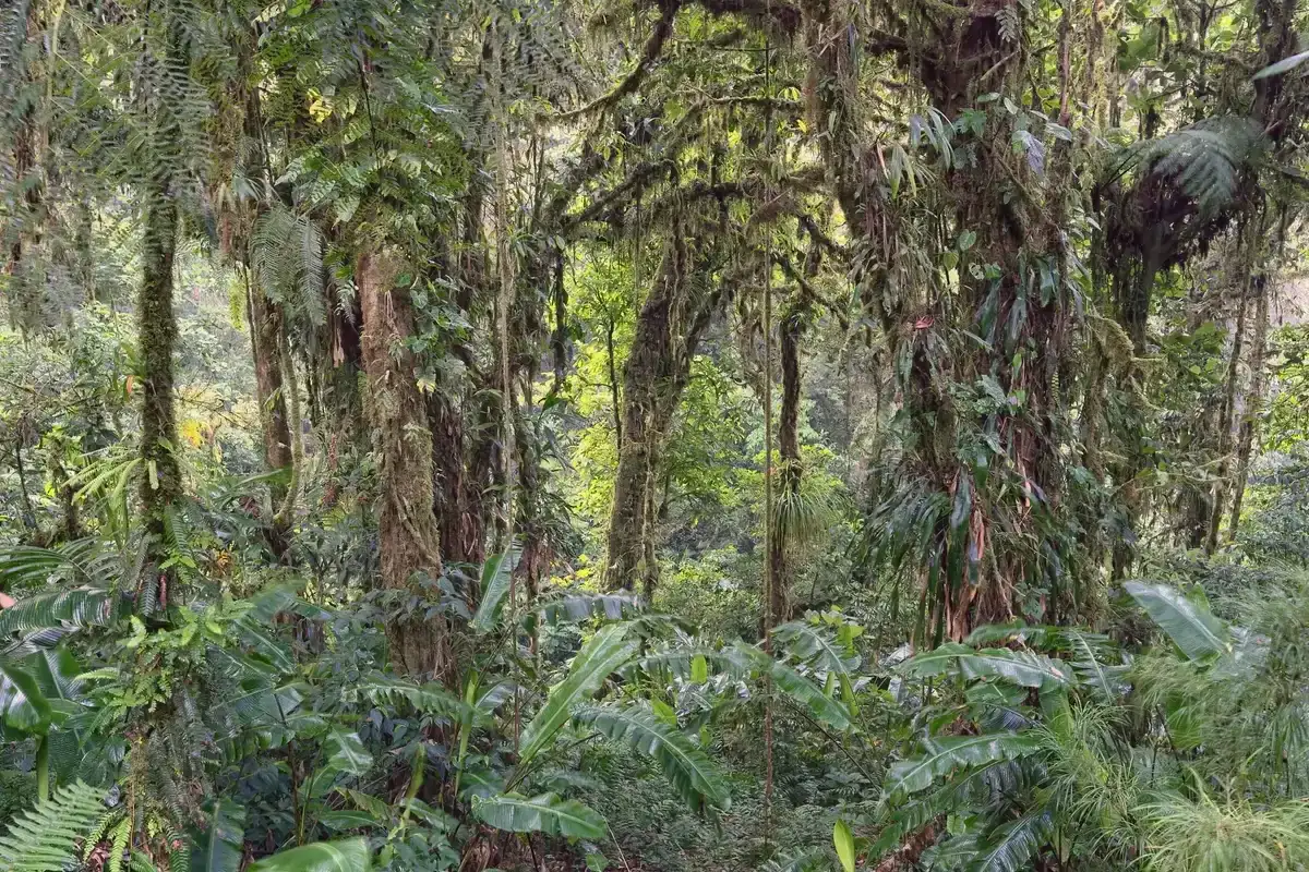 Epiphyte-covered trees in the Santa Elena reserve on a Monteverde cloud forest tour